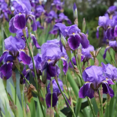 Apartment Iris *